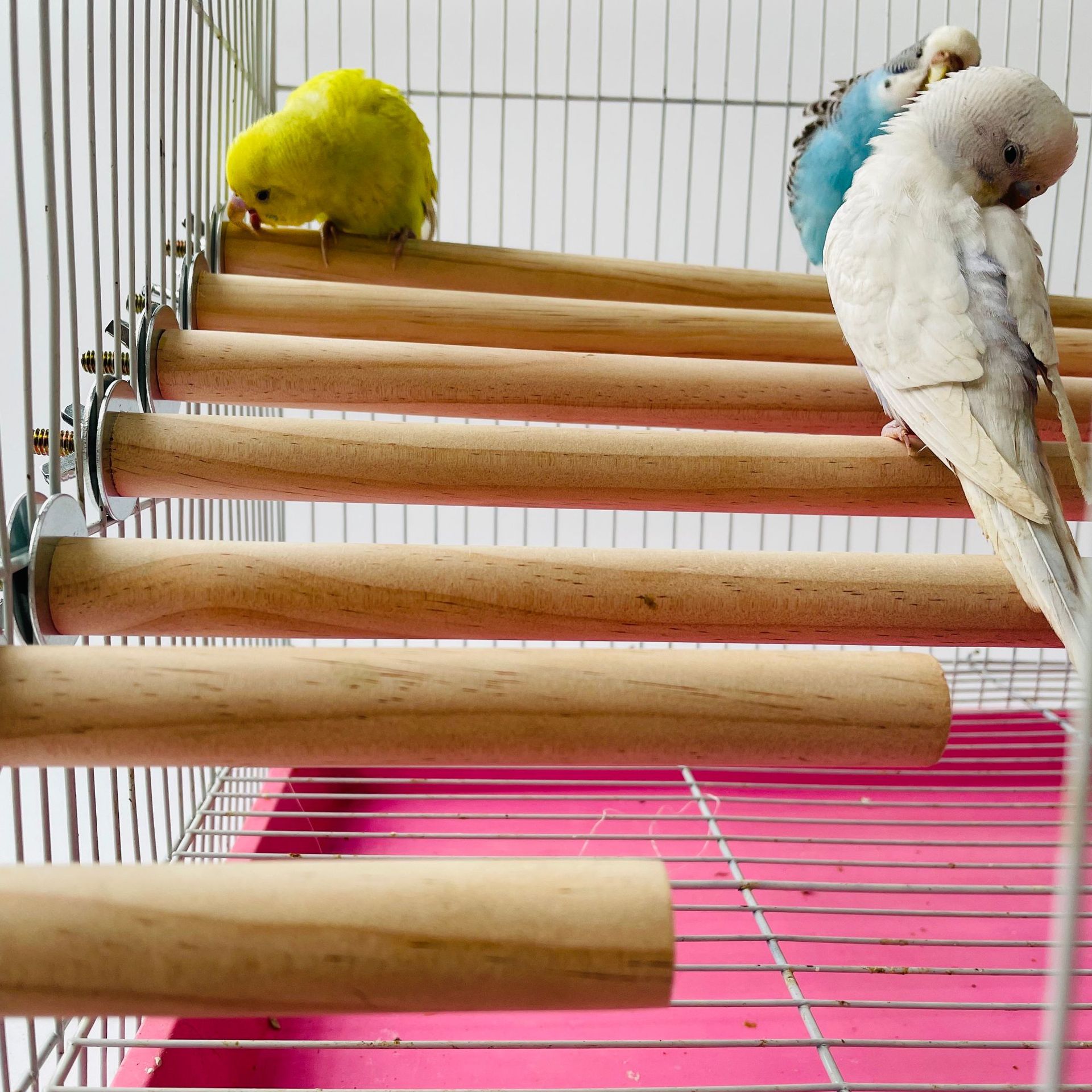 Parrot Pet Raw Standing Stick  - Pet X Supplies & Tack Grooming recensie en prijs