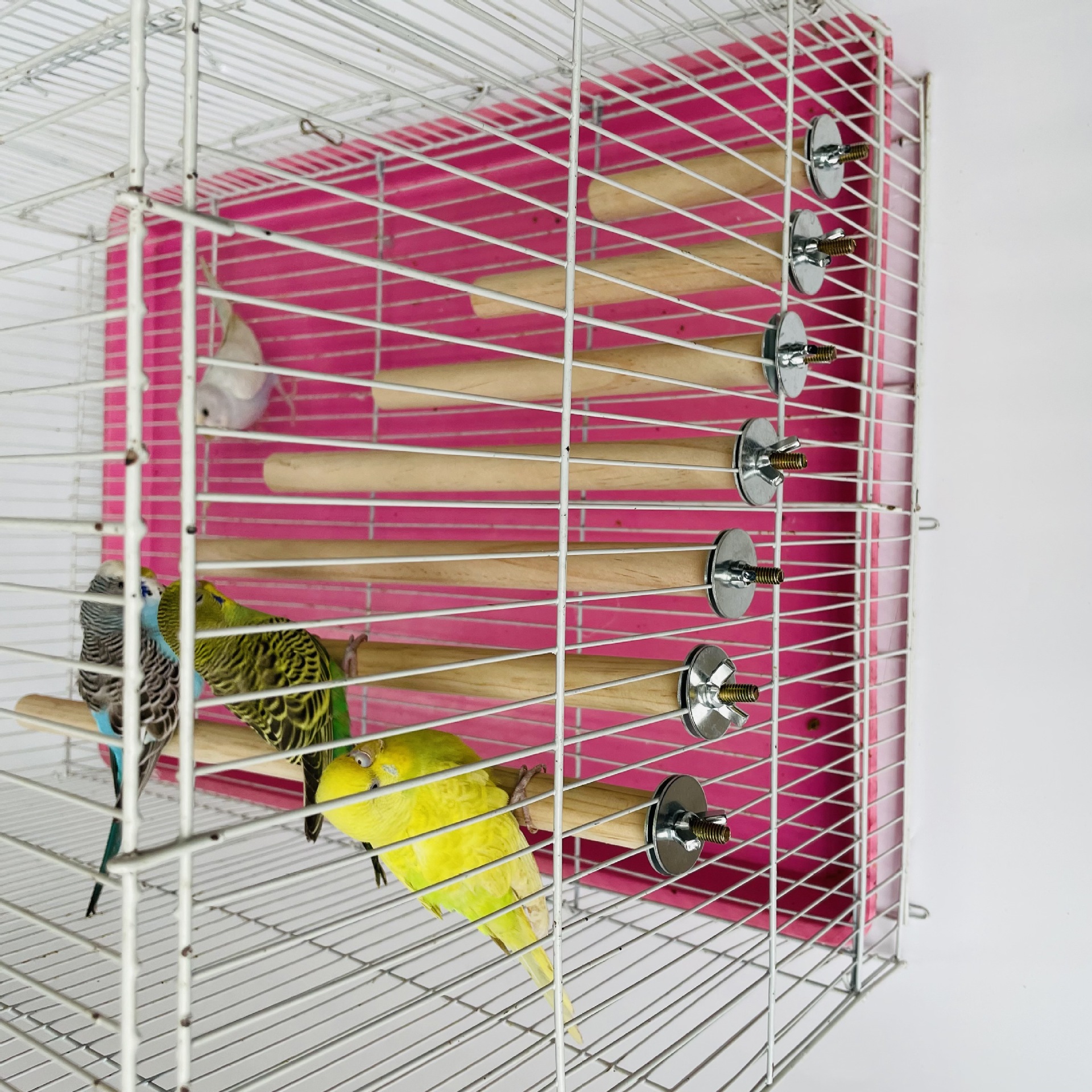 Parrot Pet Raw Standing Stick  - Pet X Supplies & Tack Grooming recensie en prijs